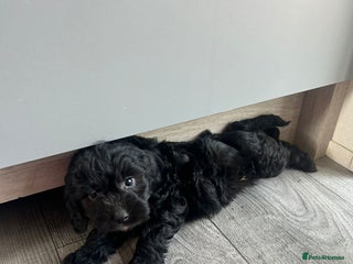Cockapoo dogs - Advert 25