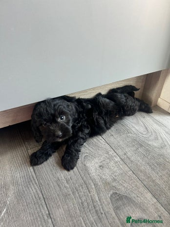 Cockapoo dogs - Advert 13