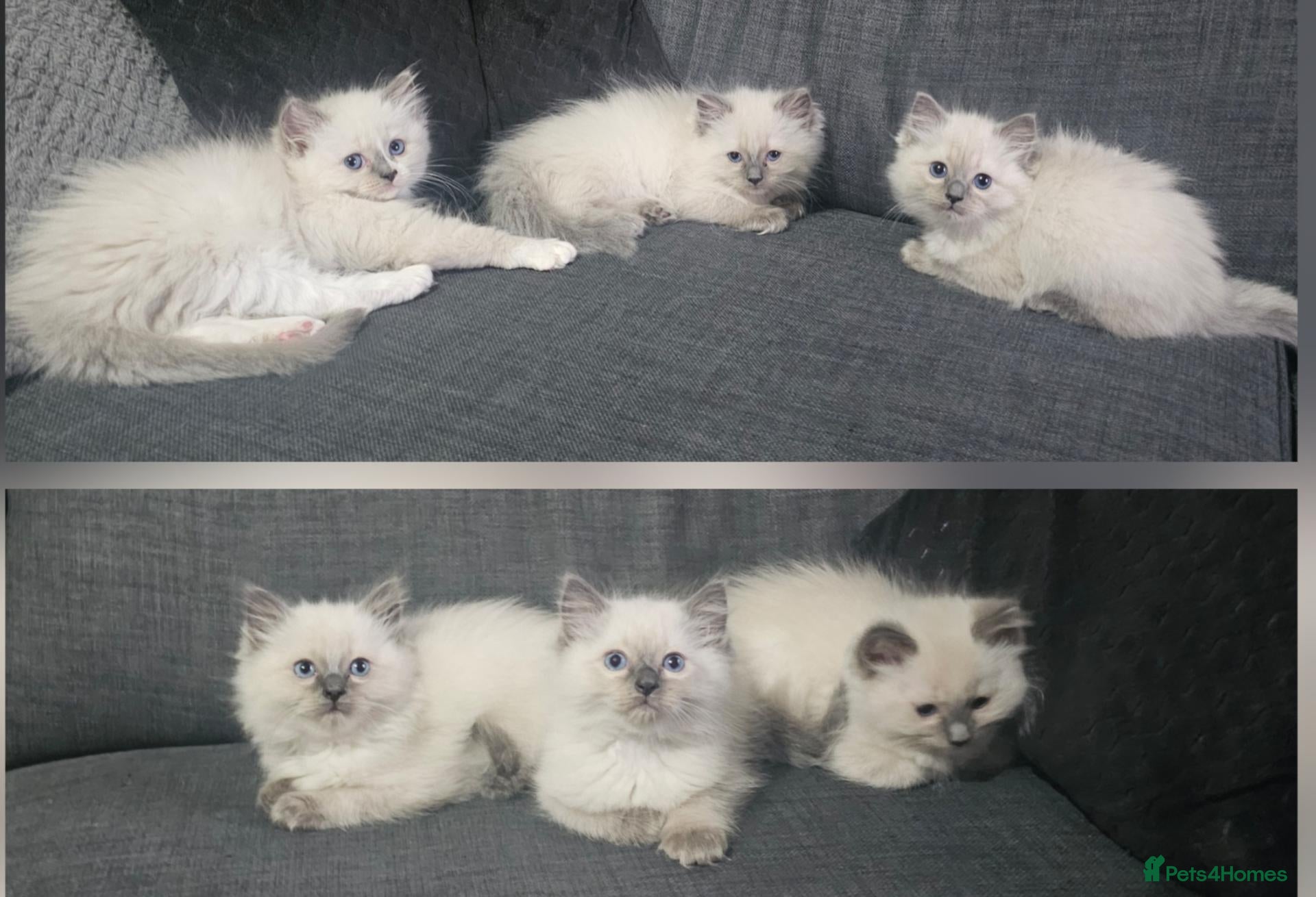 Ragdoll cats 6 Stunning Ragdoll Kittens Champion Bloodline - Advert 1