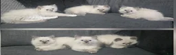 Ragdoll cats for sale: 6 Stunning Ragdoll Kittens Champion Bloodline - Advert 1