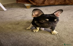 French Bulldog dogs for sale: Beautiful Health Checked French bulldog  - Image 7