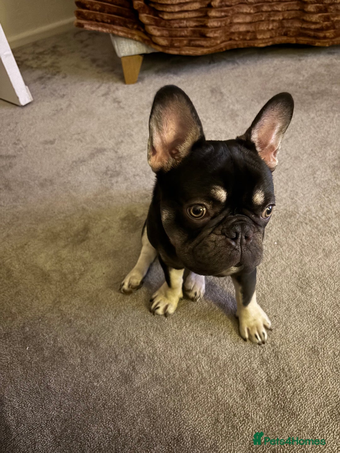 French Bulldog dogs for sale: Beautiful Health Checked French bulldog  - Image 7