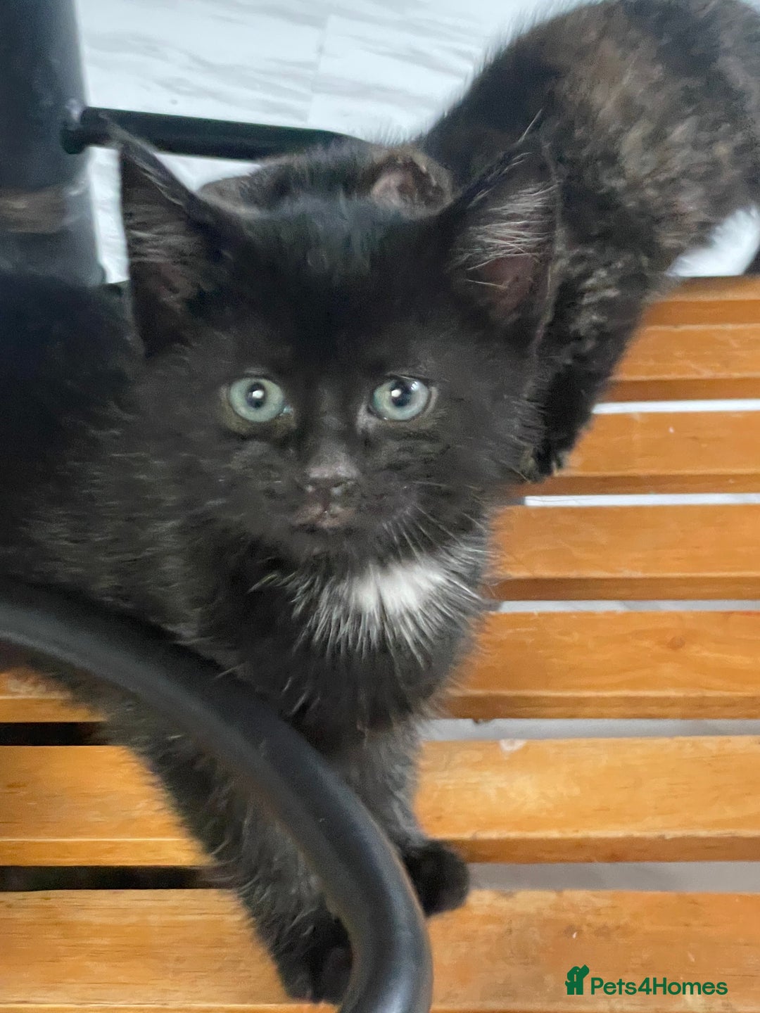 Mixed Breed cats for sale: 4 Beautiful & playful kittens - Advert 3