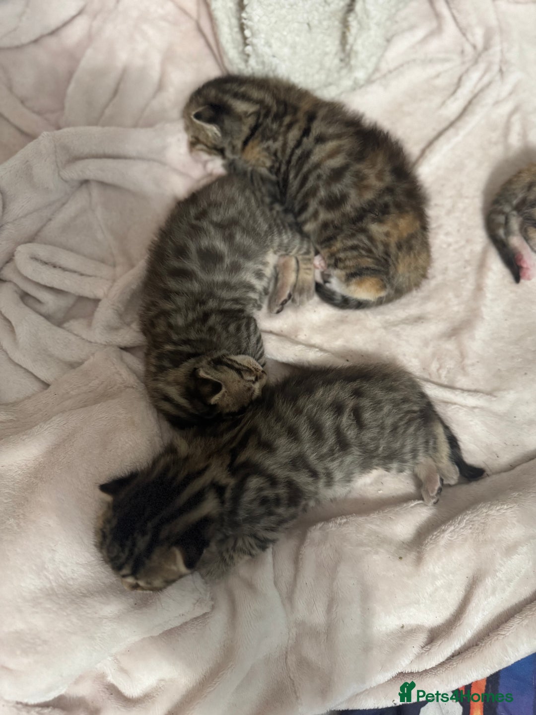 Bengal cats for sale: Bengal cross Maine coon - Image 4