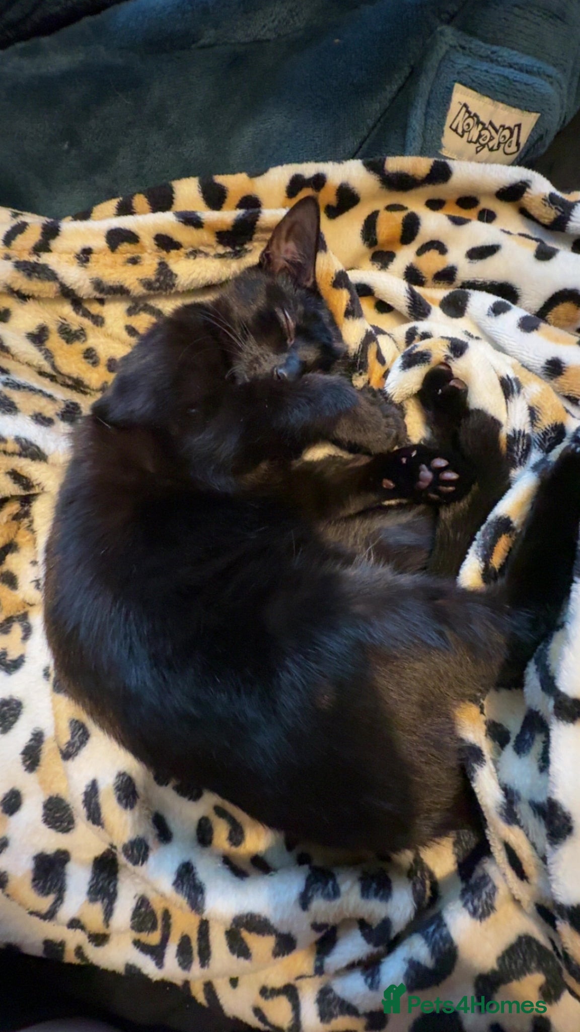 Mixed Breed cats 5 beautiful kittens for sale! - Advert 14