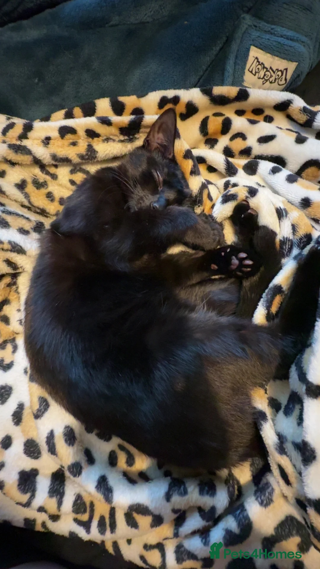 Mixed Breed cats for sale: 5 beautiful kittens for sale! - Advert 1