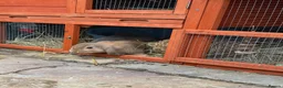Mini Lop rabbits for sale: 2 Mini Lop Rabbits - 1 year old, bonded Pair  - Advert 17