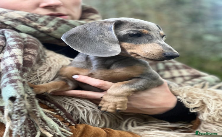 Miniature Dachshund dogs - Advert 1