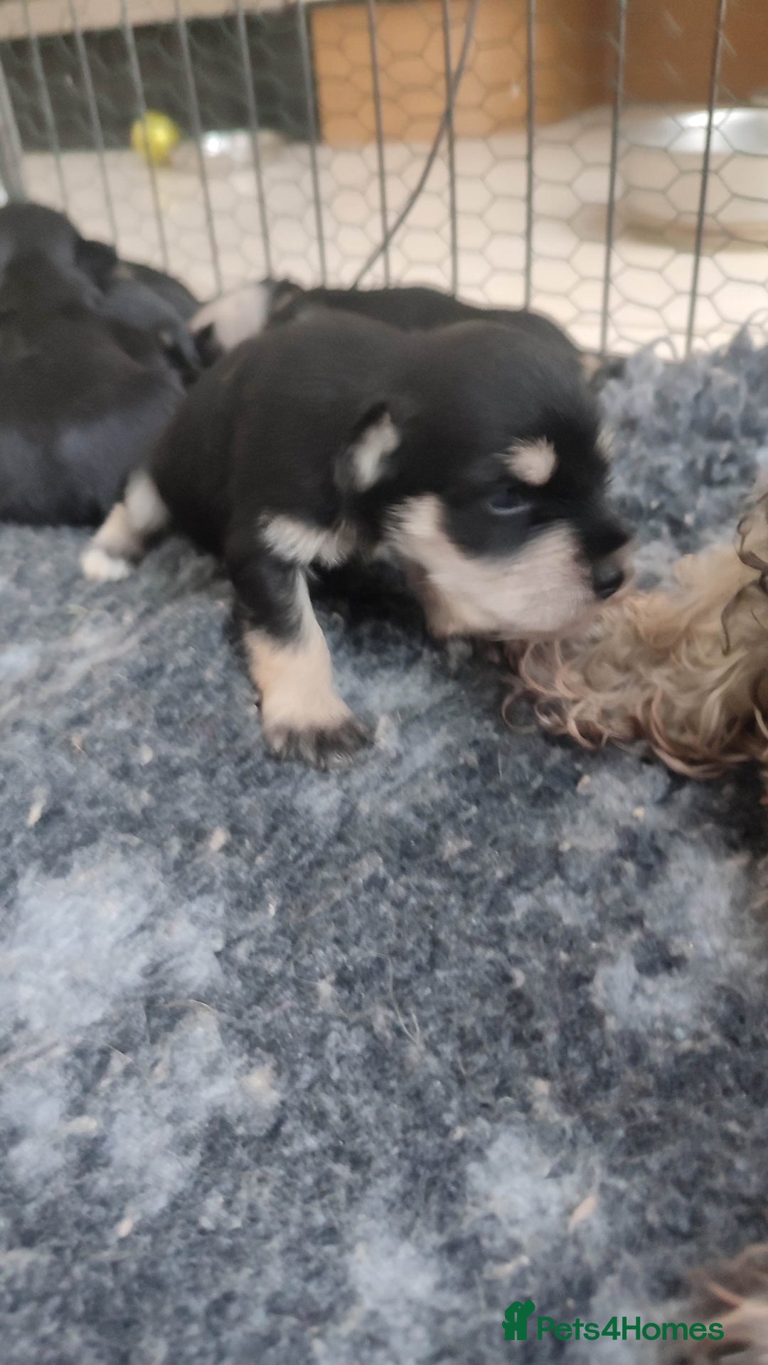 Miniature Schnauzer dogs for sale: Fully health tested and KC registered  - Advert 11