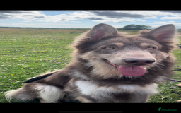 German Shepherd dogs for sale: German Shepherd Puppies  - Image 11
