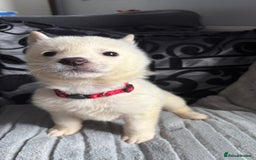 Akita dogs for sale: 4 American Akita puppies left. Ready 13th august! - Image 4