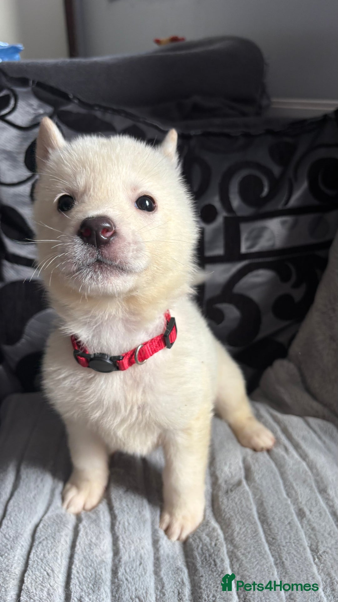 Akita dogs for sale: 4 American Akita puppies left. Ready 13th august! - Image 4