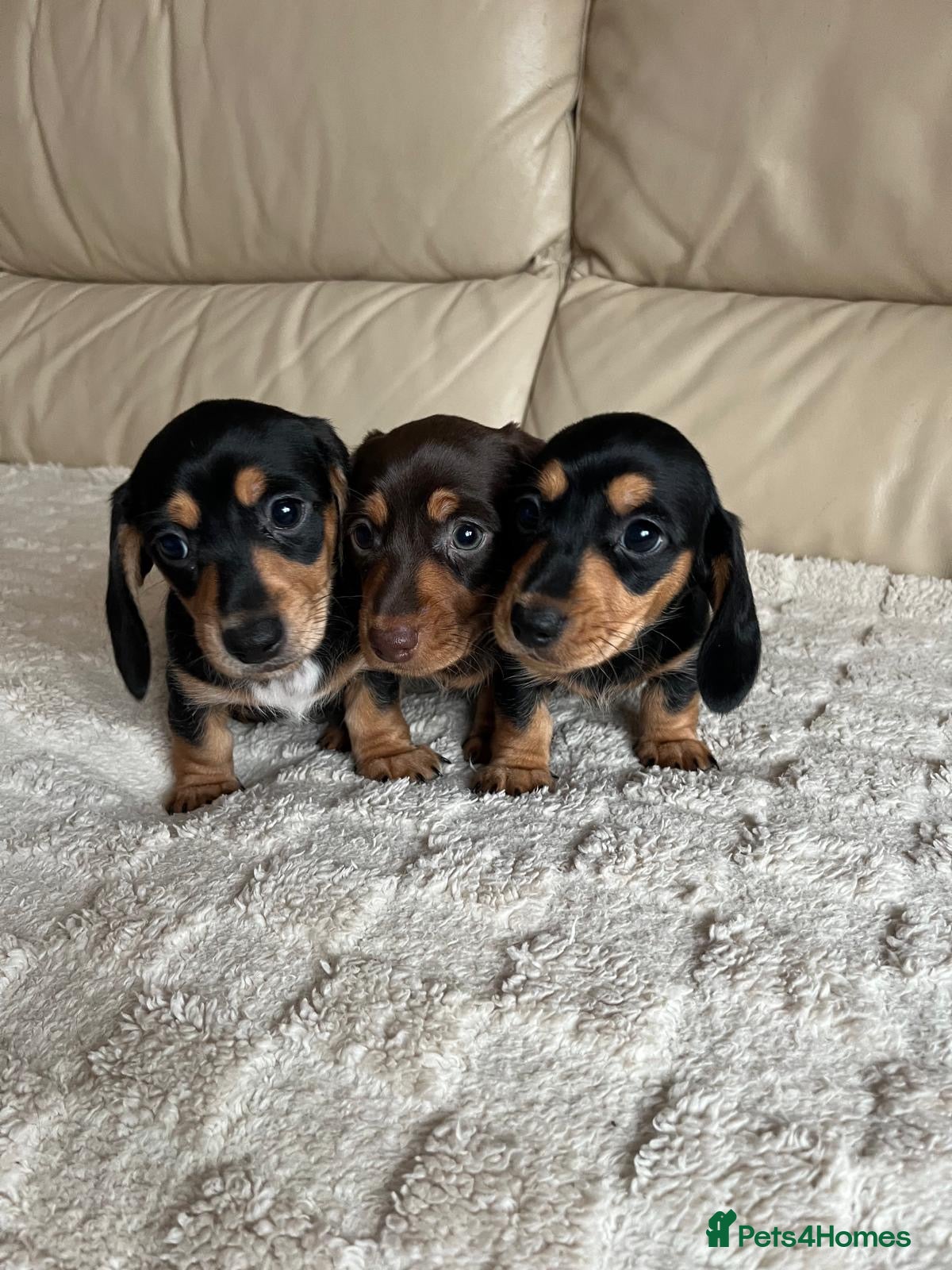 Miniature Dachshund dogs Stunning miniature dachshunds pups - Advert 1