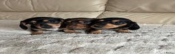 Miniature Dachshund dogs for sale: Stunning miniature dachshunds pups - Advert 1