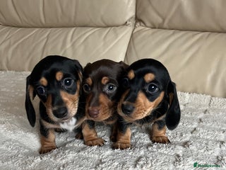 Miniature Dachshund dogs Stunning miniature dachshunds pups - Advert 4