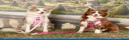 Border Collie dogs for sale: Gorgeous KC Registered Border Collies Ready now  - Advert 3