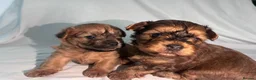 Yorkiepoo dogs for sale: Outstanding Yorkipoos F1 last 3 remaining - Advert 10