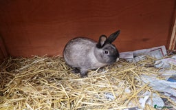 Mixed Breed rabbits for sale: Gorgeous tempered cute bonded mother daughter duo  - Image 3