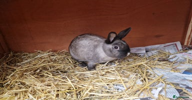 Mixed Breed rabbits - Advert 10