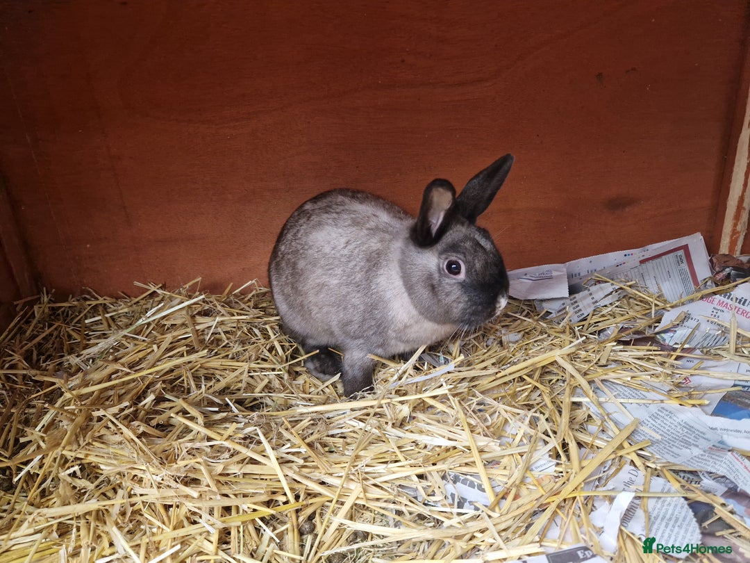 Mixed Breed rabbits for sale: Gorgeous tempered cute bonded mother daughter duo  - Image 3