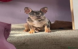 French Bulldog dogs for sale: Kc registered 12 week old French. Bulldogs  - Image 39