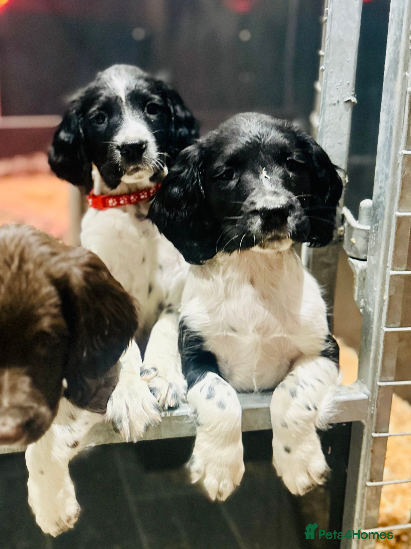 English Springer Spaniel dogs KC English Springer Spaniels READY TODAY 🤩 - Advert 14
