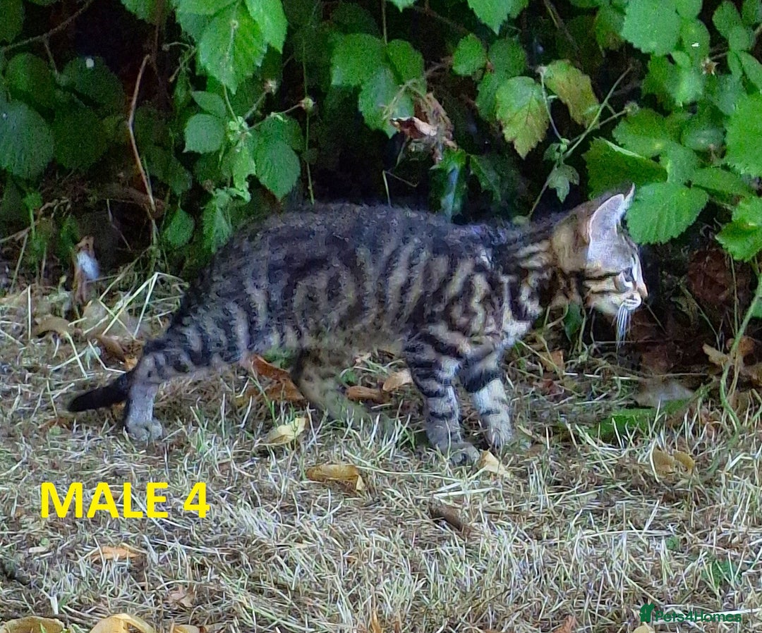 Mixed Breed cats for sale: Maine Coon X Kittens  in Coventry - Image 9