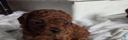 Toy Poodle dogs for sale: Stunning Toy Poodle Puppies for sale in Coventry - Advert 6