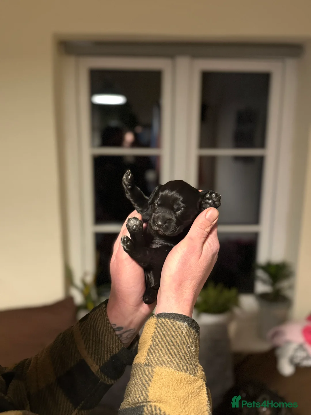 Cocker Spaniel dogs for sale: Working cocker spaniels - Advert 9