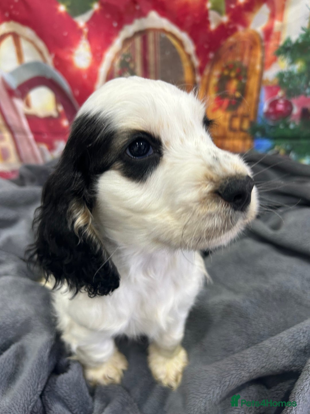 Cocker Spaniel dogs for sale: KC registered, health tested, Show cocker spaniels - Advert 16