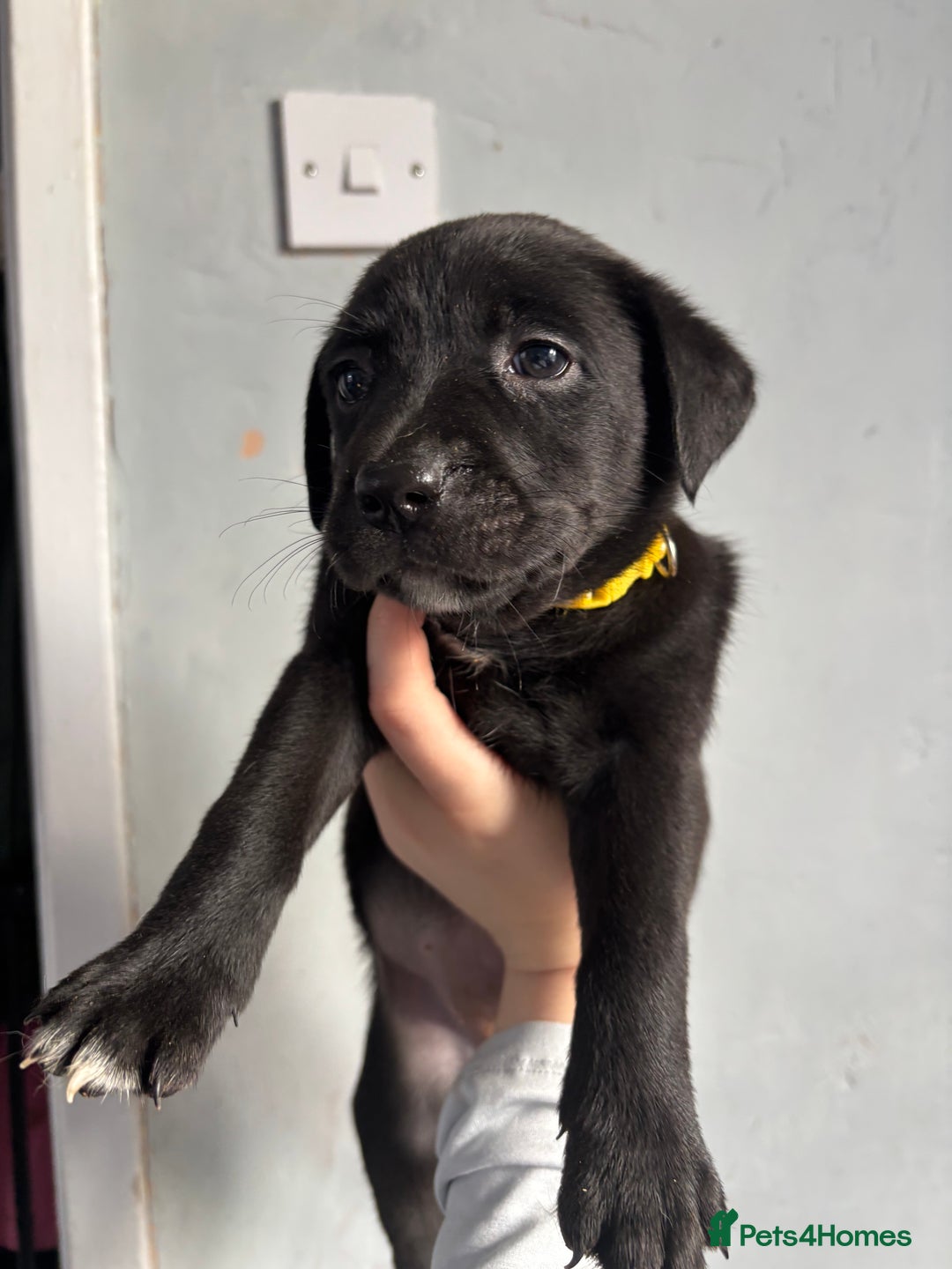 Labrador Retriever dogs for sale: Last female puppy left  - Image 2