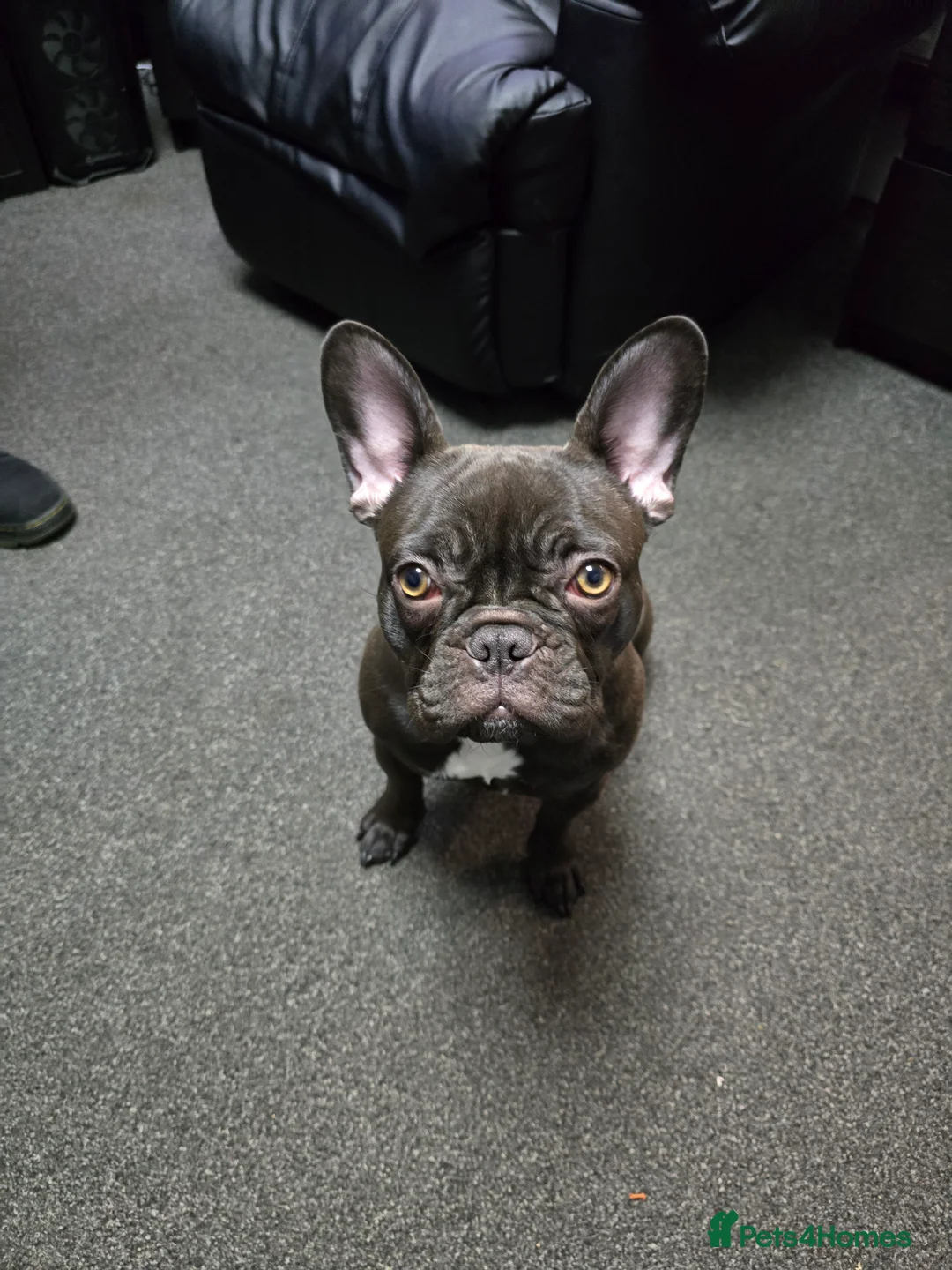French Bulldog dogs for sale: French bulldog girl - Advert 5
