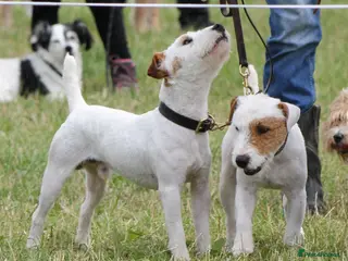 Mixed Breed dogs russel/lakeland stud boy in Newark - Advert 6