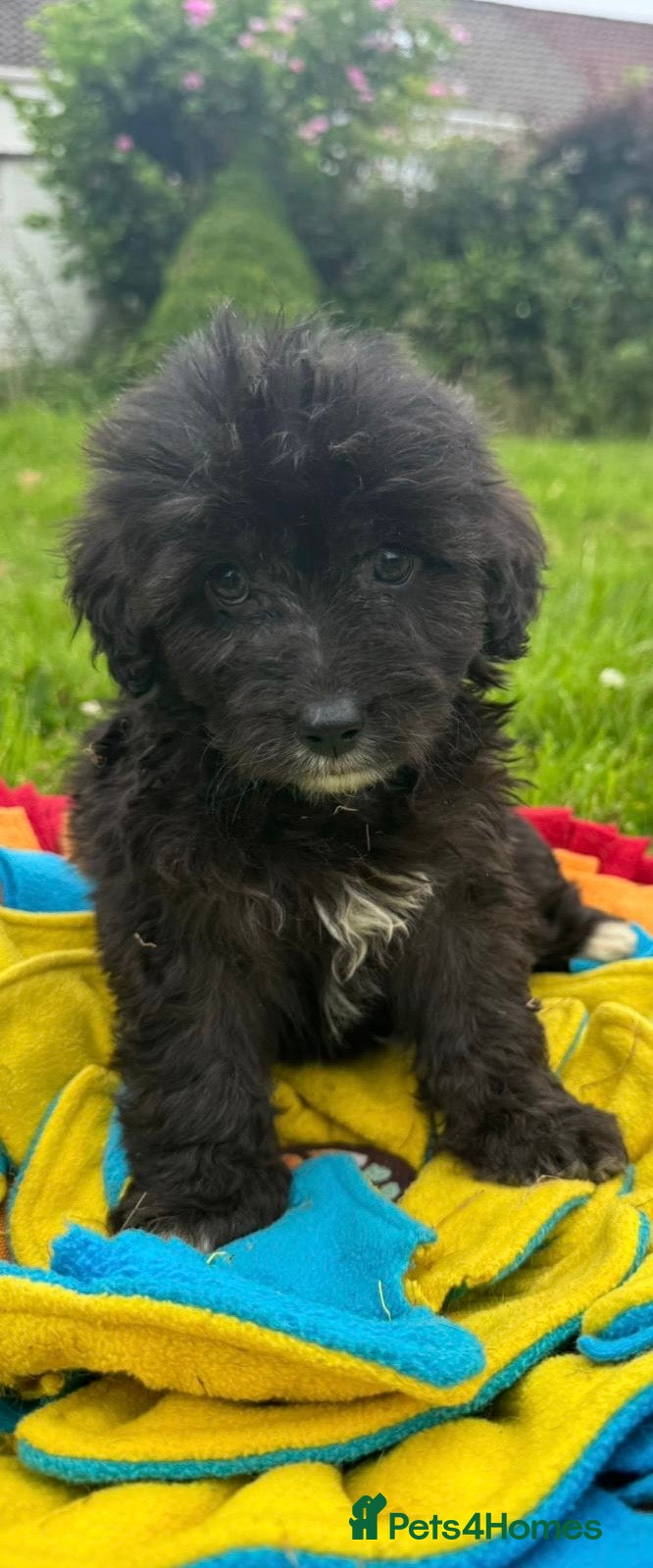 Mixed Breed dogs BEAUTIFUL F1 CORGIPOO GIRL🩷 - Advert 1