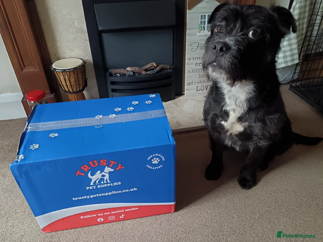 Mixed Breed dogs for sale: Meet Teddy  **  in Huddersfield - Advert 2