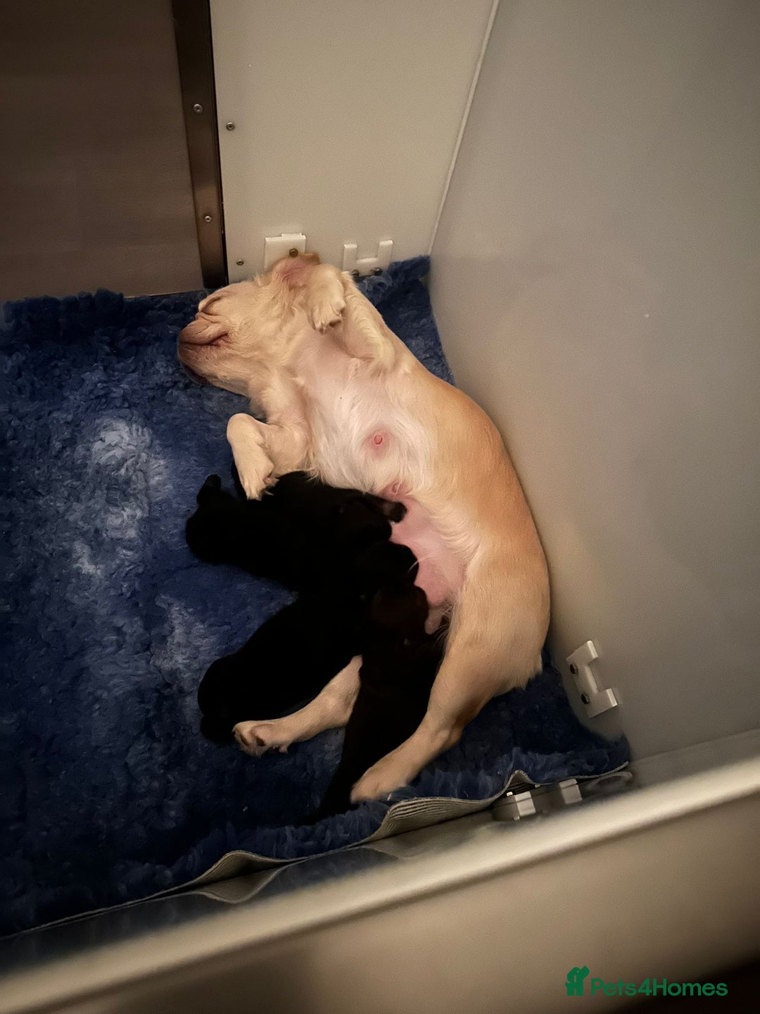 French Bulldog dogs for sale: Fluffy | Pink carrier | French Bulldogs - Image 7