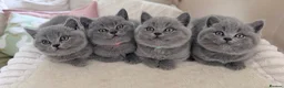 British Shorthair cats for sale: Chunky teddy bear GCCF British shorthair  - Advert 24