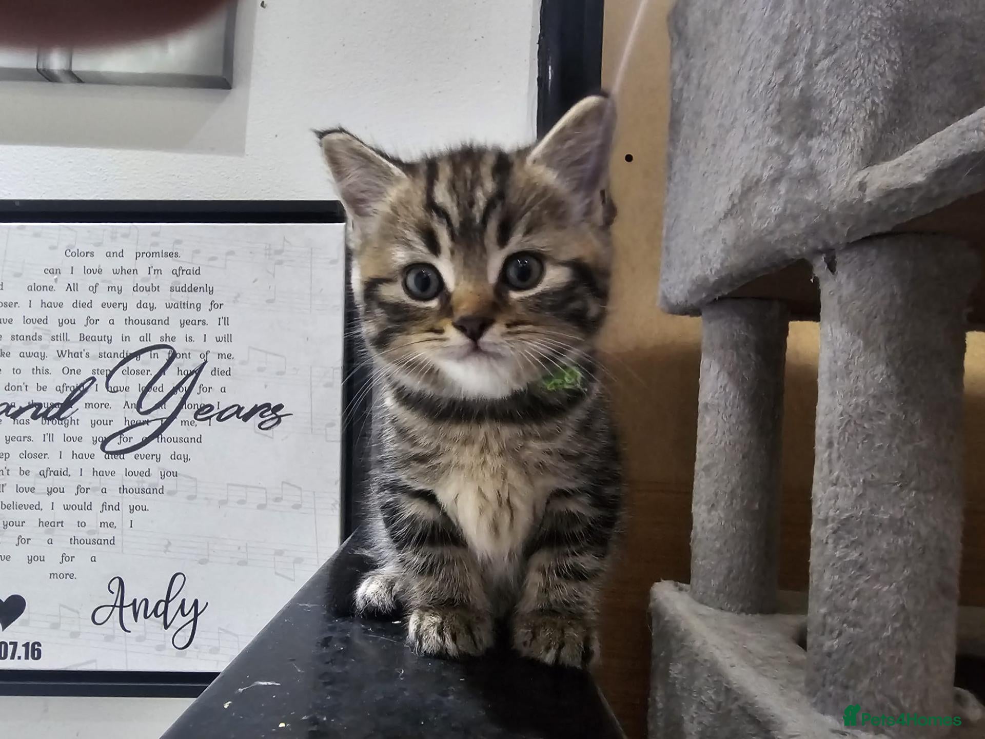 British Longhair cats BLH AND BSH kittens - Advert 2