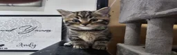 British Longhair cats for sale: BLH AND BSH kittens - Advert 32