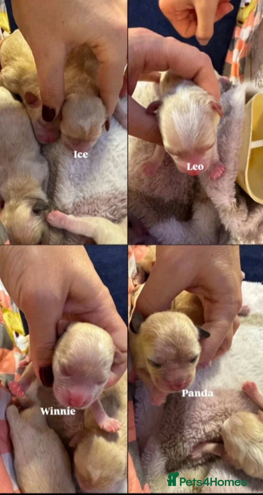 Maltese dogs for stud: Kc registered health tested stud proven - Advert 28