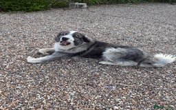 Caucasian Shepherd Dog dogs for stud: Gorgeous Caucasian Shepherd for Stud - Image 8