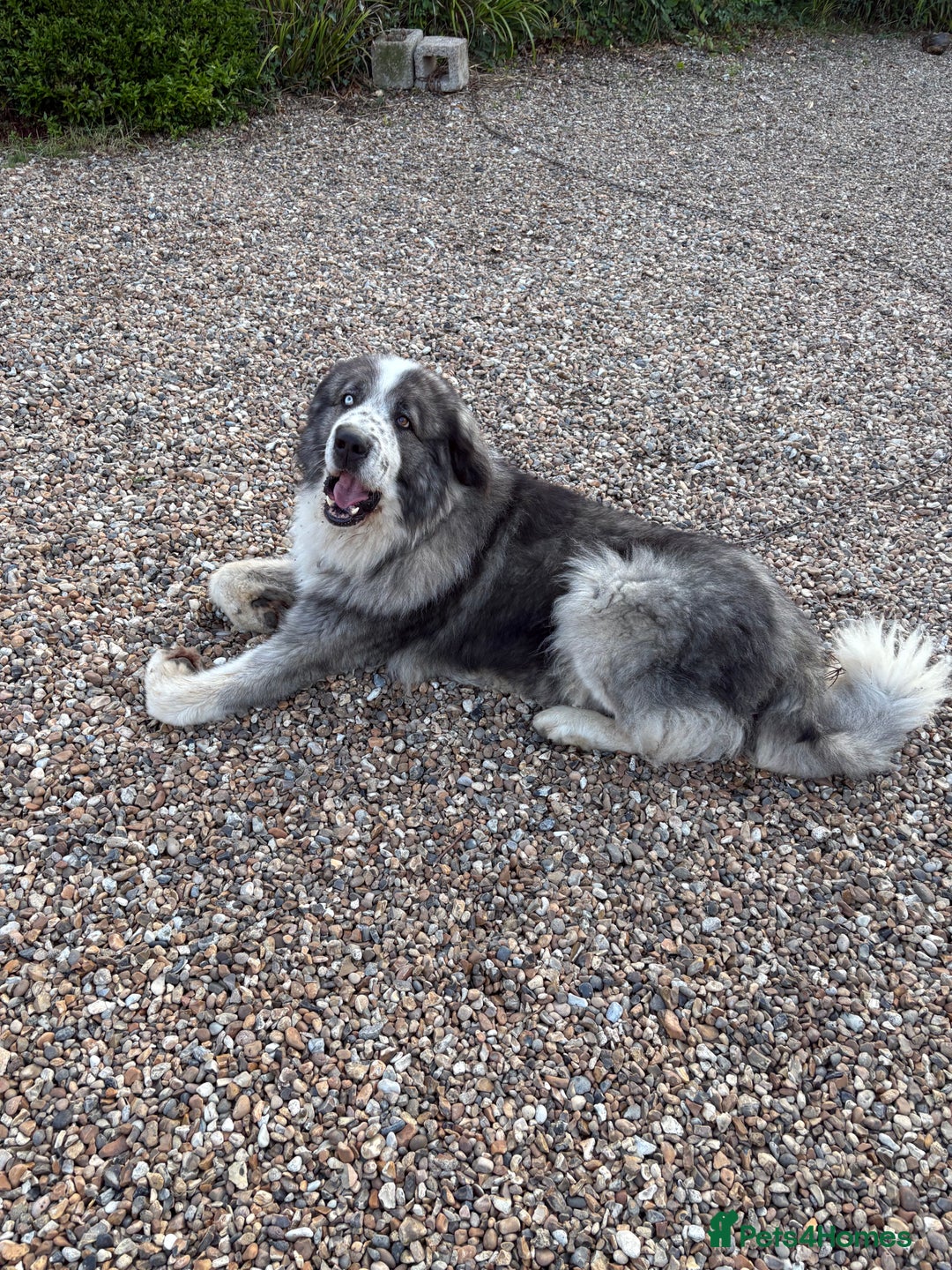 Caucasian Shepherd Dog dogs for stud: Gorgeous Caucasian Shepherd for Stud - Image 8