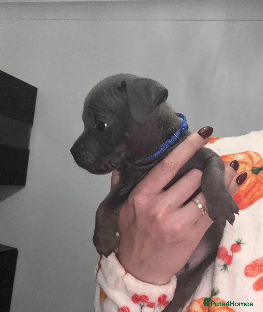 Staffordshire Bull Terrier dogs for sale: ⭐ Outstanding Staffordshire Bullterrier pups ⭐ - Advert 2