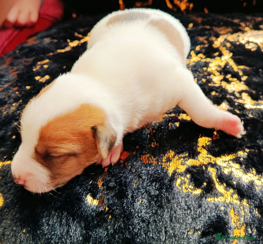 Jack Russell dogs for sale: 🤎🐶 Adorable Jack Russell Terrier Puppies✨ - Advert 14