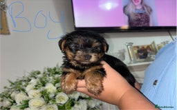 Yorkshire Terrier dogs for sale: Beautiful Yorkshire terrier puppies - Image 8