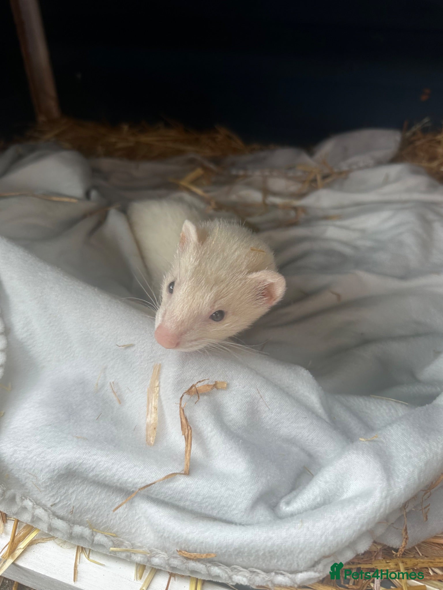 Ferret rodents Baby male ferret - Advert 8