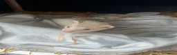 Ferret rodents for sale: Baby male ferret - Advert 1