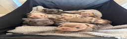 Mixed Breed dogs for sale: French x English bulldogs - Advert 3