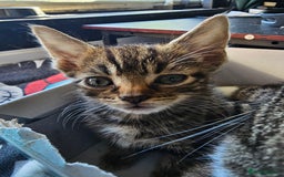 Mixed Breed cats for sale: Adorable kittens looking for their forever homes  - Image 19