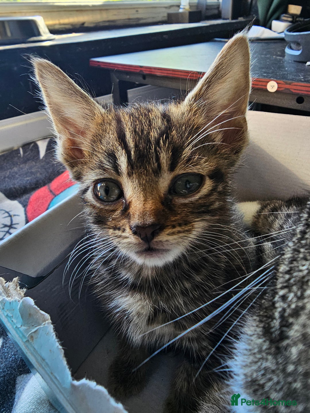Mixed Breed cats for sale: Adorable kittens looking for their forever homes  - Image 19